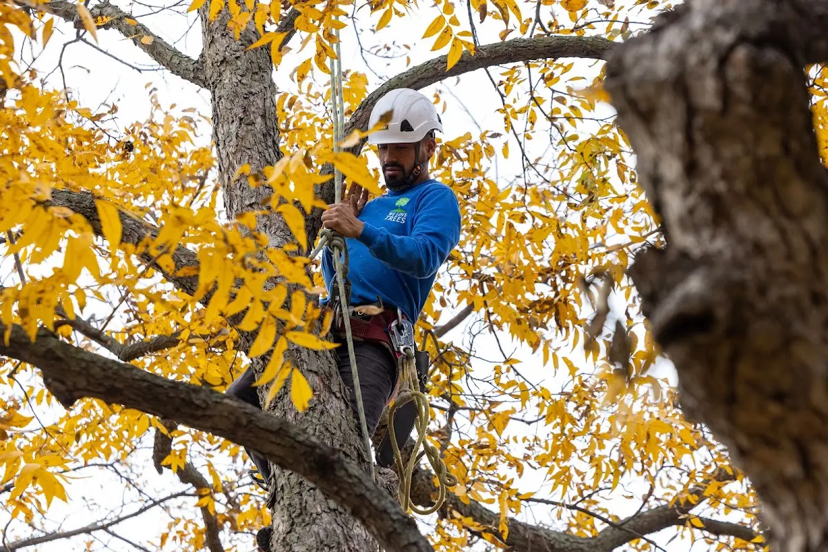 Skilled Tree Pruning crew working in Fairfield